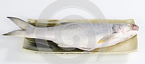 East Asian fourfinger threadfin