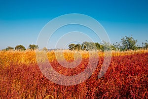 East Asian seepweed and reed field. Autumn of Gaetgol Eco Park in Siheung, Korea