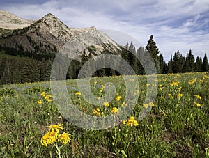 East Beckwith Mountain by Kebler Pass