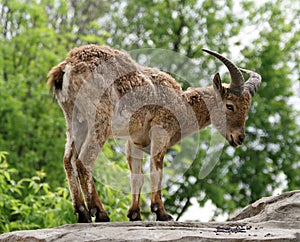 East Caucasian tur (Capra cylindricornis)