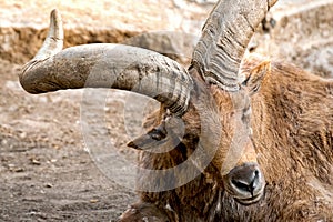 East Caucasian tur or Daghestan tur Capra cylindricornis close-up portrait on natural background