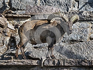 East caucasian tur male on the rock 5