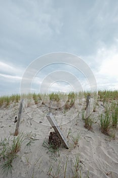 East coast beach storm fence protecting tall sand dunes
