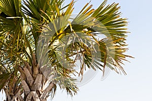 East Coast Palm Tree on Beach with sky Top Tight Crop at Myrtle Beach East Coast