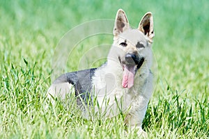 East european purebred shepherd dog in field