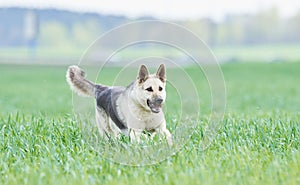 East european purebred shepherd dog in field