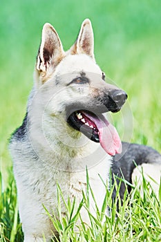 East european purebred shepherd dog in field