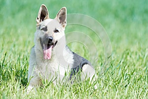 East european purebred shepherd dog in field