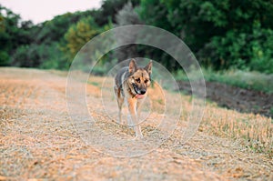 East-european shepherd dog goes on mown field