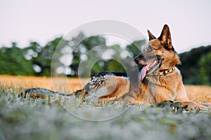 East-european shepherd dog lying down on mown meadow