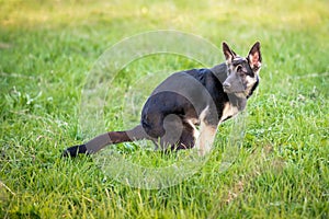 East European Shepherd puppy pooping on a green meadow