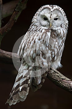 East European Ural owl Strix uralensis uralensis