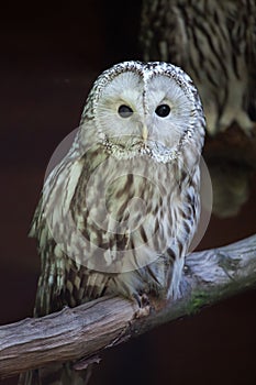 East European Ural owl Strix uralensis uralensis