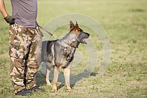 East German Shepherd Dog
