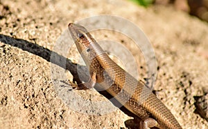 East Indian Brown Skin, Many-lined Sun Skink, or Common Sun Skink,