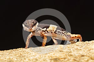 The East Indian leopard gecko, Eublepharis hardwickii.