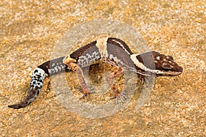 The East Indian leopard gecko, Eublepharis hardwickii. Eastern Ghats