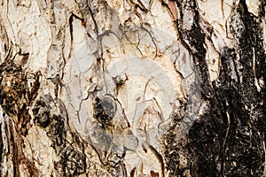 East Indian Walnut tree