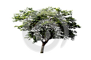 East indian walnut tree or Silk tree or Rain tree  isolated on white background.