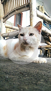 East Java Cat photo