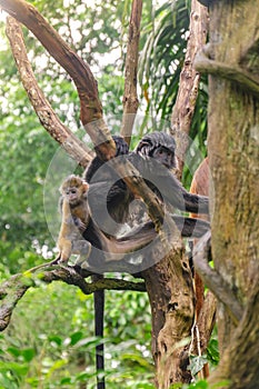 East Javan Langur Trachypithecus auratus mother and child on tree branch