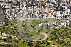 East Jerusalem Neighborhood and Olive Tree Grove