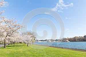 East Potomac park landscape during cherry blossom season in Washington DC, USA.