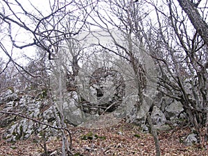Old forest near Grza photo