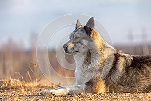 The East Siberian Laika (related breed husky).