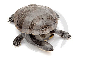 East snake-necked turtle