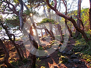 East Sooke Regional Park, Vancouver Island, Arbutus Trees, Arbutus menziesii, in Evening Sun Light, British Columbia, Canada