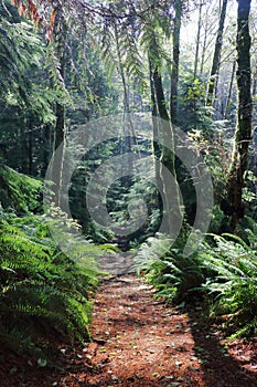 East Sooke Wilderness Park, Sunny Trail through Temperate Pacific Rainforest, Vancouver Island, British Columbia