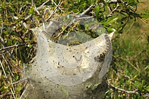 East tent caterpillar nest