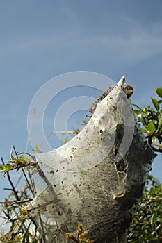 East tent caterpillar nest