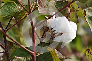 East Texas Cotton