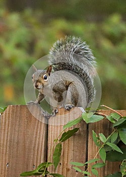 East Texas grey squirrel