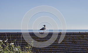 Eastbourne, England - blue skies and seas and a bird.