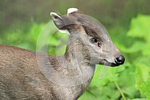 Eastchinese tufted deer photo