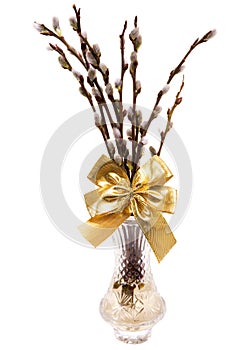 Easte catkins with golden ribbon in vase isolated on white background