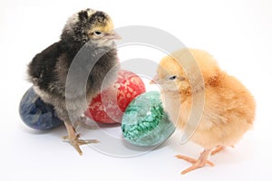 Easter colored eggs and baby chickens