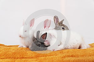 Easter animal bunny concept. Group of adorable little baby rabbit bunny lying down together relax on orange blanket over white