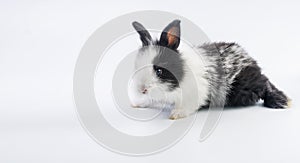 Easter animal concept. Adorable black and white rabbit bunny sitting on isolated white background. Lovely baby bunny single sit