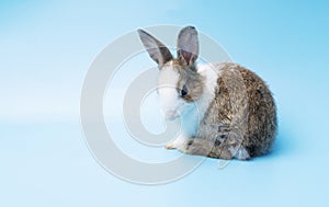 Easter animal concept. rabbit brown and white cleaning furry while sitting on isolated blue background. Lovely cute baby