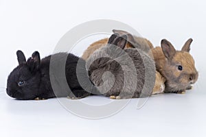 Easter animal new born bunny family concept. Group of adorable furry baby dwarf rabbit sitting and lying together while playful