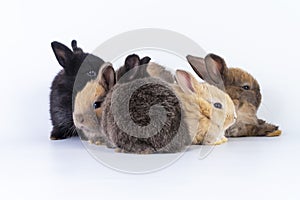 Easter animal new born bunny family concept. Group of adorable furry baby dwarf rabbit sitting and lying together while playful