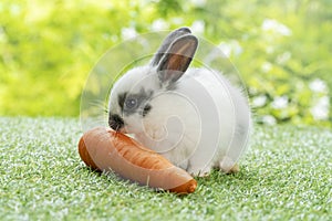 Easter animals bunny concept. Adorable newborn white, black baby rabbit eating fresh orange carrot white sitting on green meadow