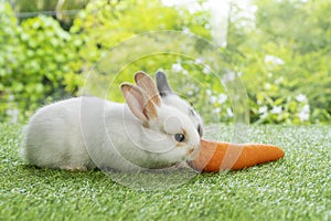 Easter animals family bunny concept. Two adorable newborn white, brown and gray baby rabbit eating fresh orange carrot white