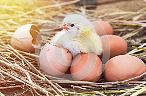 Easter baby chicken with broken eggshell in the straw nest