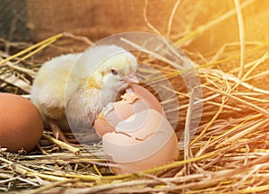 Easter baby chicken with broken eggshell in the straw nest