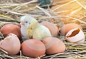 Easter baby chicken with broken eggshell in the straw nest